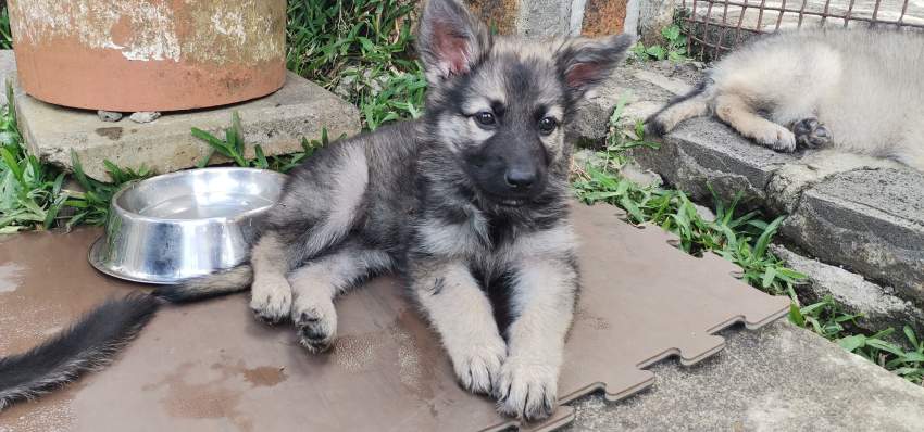 2 month old German Shepherd Puppy - 2 - Dogs  on Aster Vender