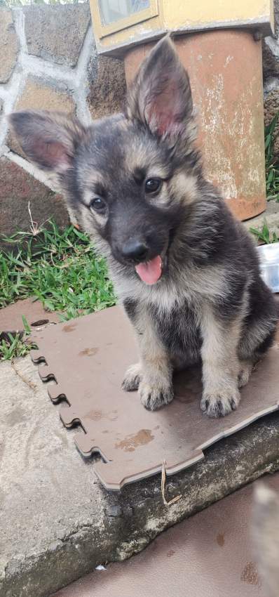 2 month old German Shepherd Puppy - 1 - Dogs  on Aster Vender