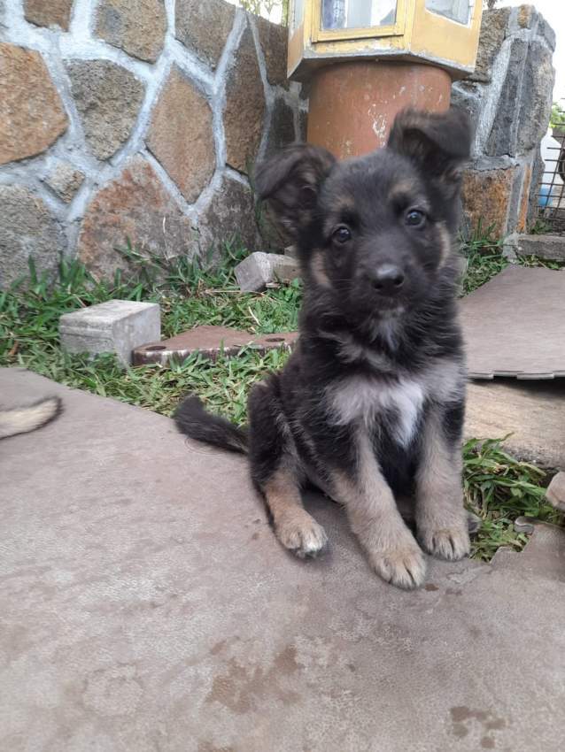 2 month old German Shepherd Puppy