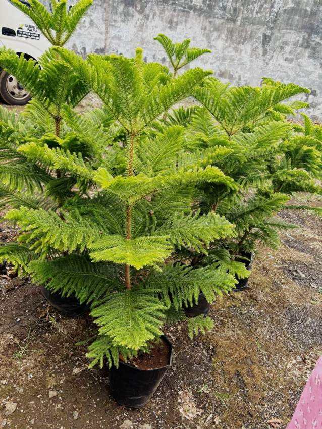 Araucaria plant - 2 - Plants and Trees  on Aster Vender