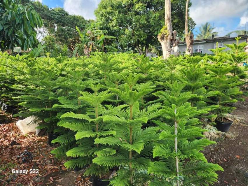 Araucaria plant - 3 - Plants and Trees  on Aster Vender