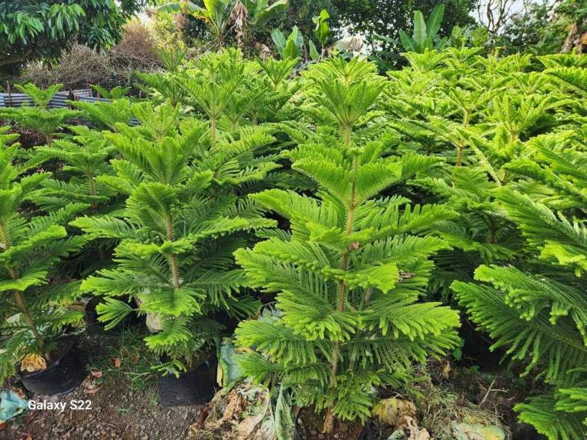 Araucaria plant - 4 - Plants and Trees  on Aster Vender