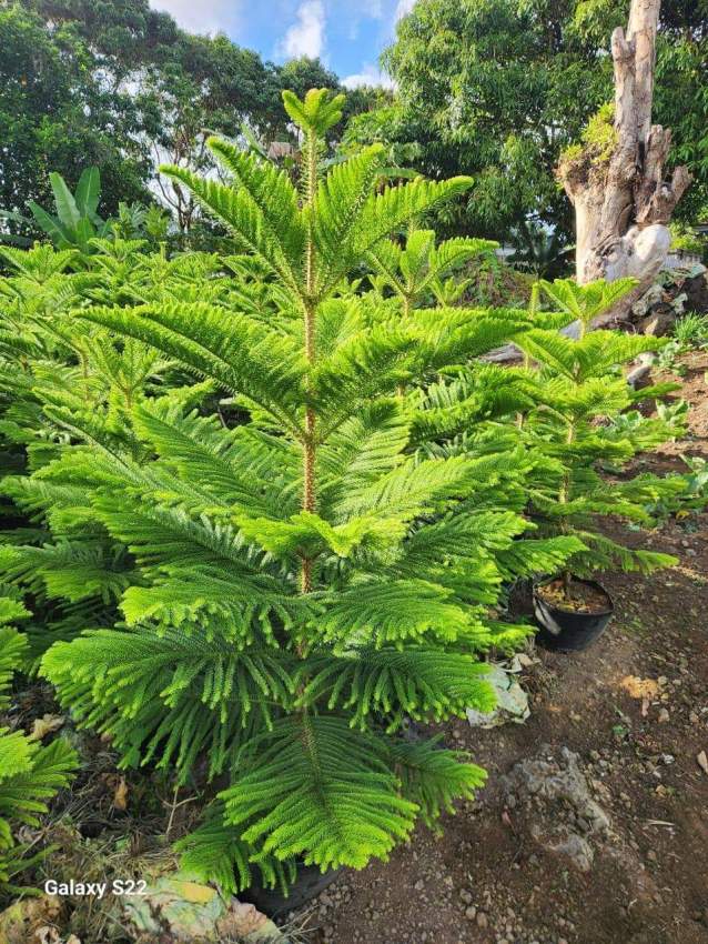 Araucaria plant - 5 - Plants and Trees  on Aster Vender