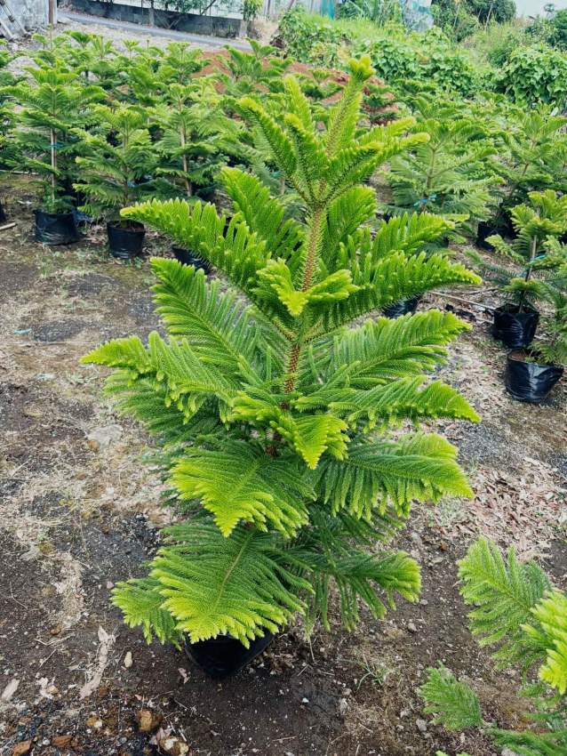 Araucaria plant - 1 - Plants and Trees  on Aster Vender