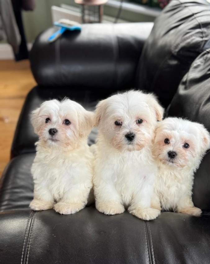 Maltese Puppies - 1 - Dogs  on Aster Vender