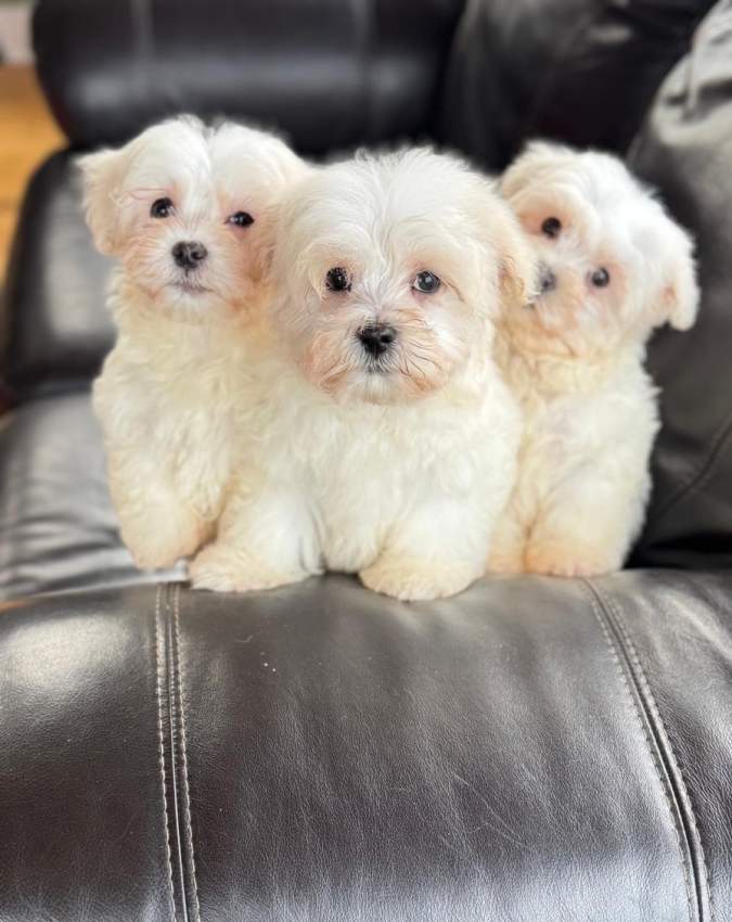 Maltese Puppies - 2 - Dogs  on Aster Vender