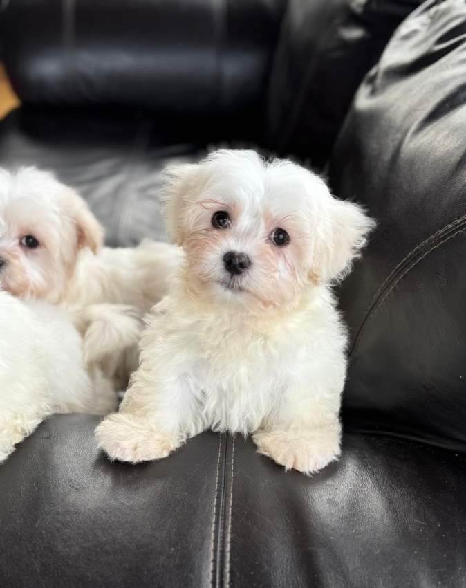 Maltese Puppies - 3 - Dogs  on Aster Vender