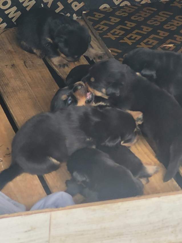 Rottweiler puppies