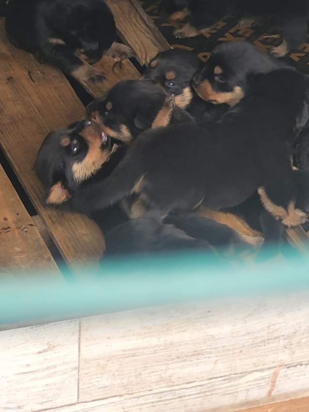 Rottweiler puppies - 1 - Dogs  on Aster Vender