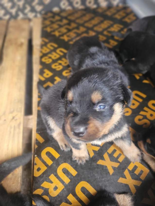 Rottweiler puppies - 2 - Dogs  on Aster Vender