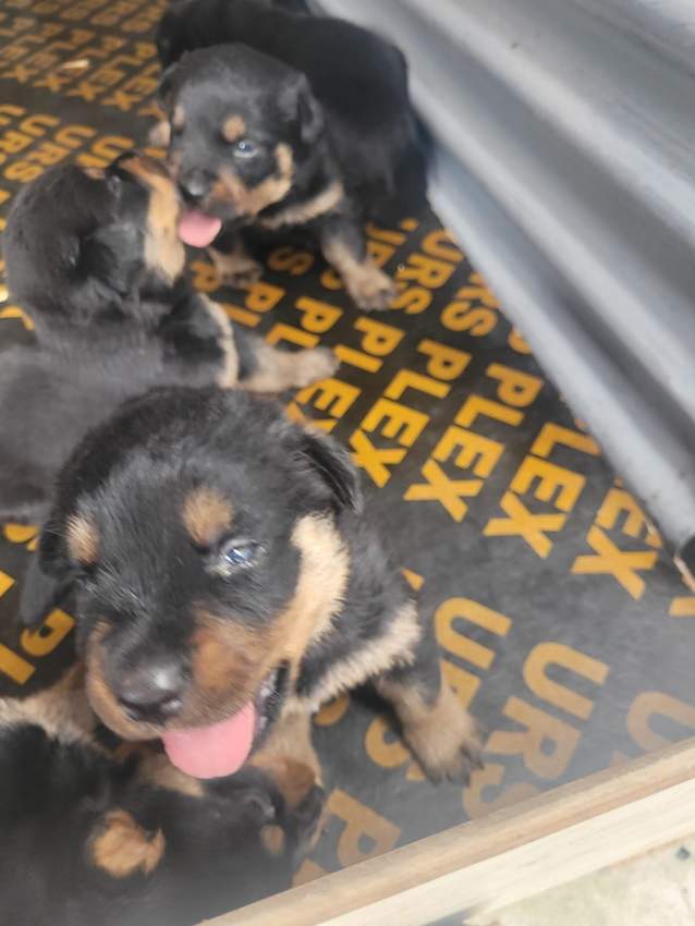 Rottweiler puppies - 3 - Dogs  on Aster Vender