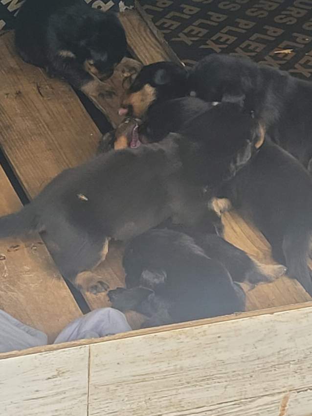 Rottweiler puppies - 4 - Dogs  on Aster Vender