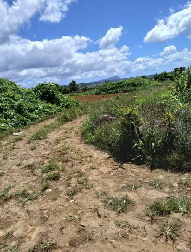 Land 25 perches at Robinson street, la foret, Curepipe - 3 - Land  on Aster Vender