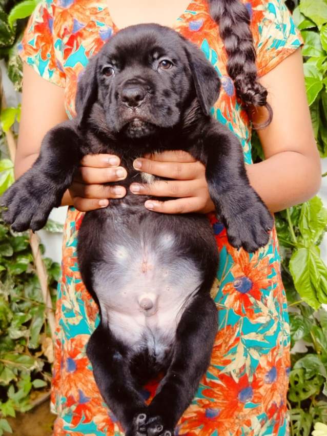 Cane Corso male puppy