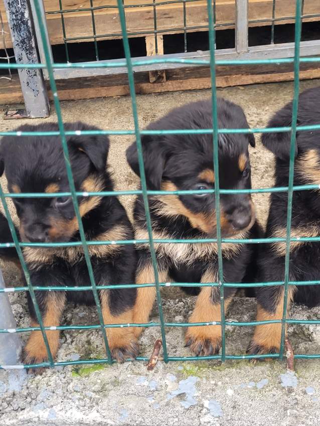 Rottweiler