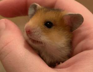 Baby Syrian Hamster