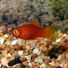 Red Platty Fish for Sale - 1 -  Aquarium fish  on Aster Vender