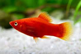 Red Platty Fish for Sale - 2 -  Aquarium fish  on Aster Vender