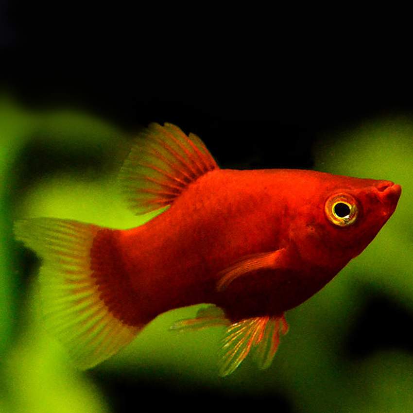 Red Platty Fish for Sale