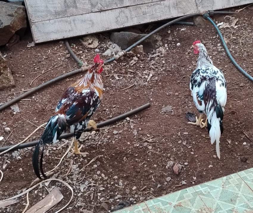 2 big young adult roosters to sell