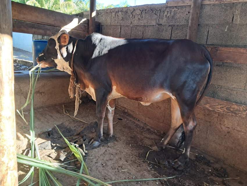 Vache et Taureau a vendre