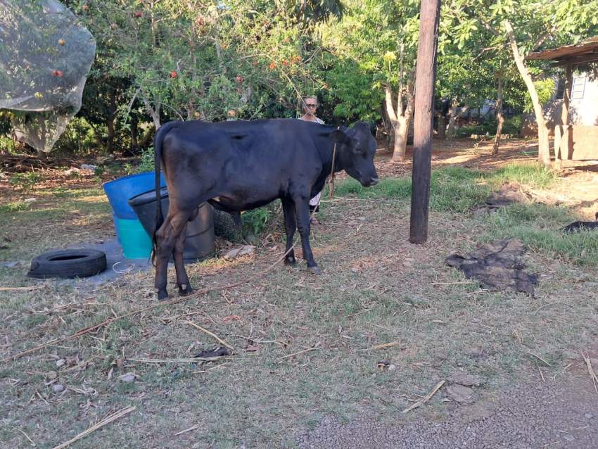 Vache et Taureau a vendre - 1 - Other Pets  on Aster Vender