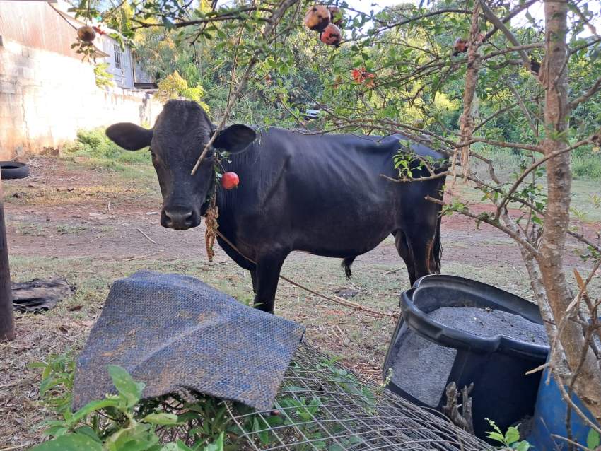 Vache et Taureau a vendre - 3 - Other Pets  on Aster Vender