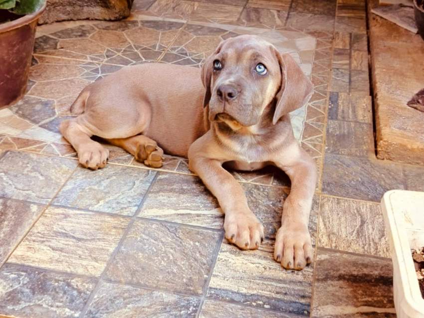 Formentino Cane corso puppy