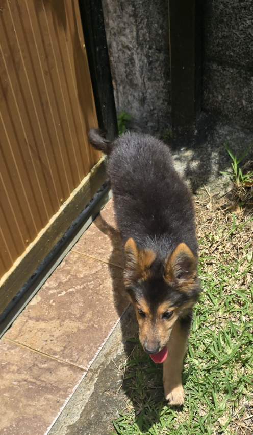 Berger Allemand Puppy (3 Month Old) a vendre.