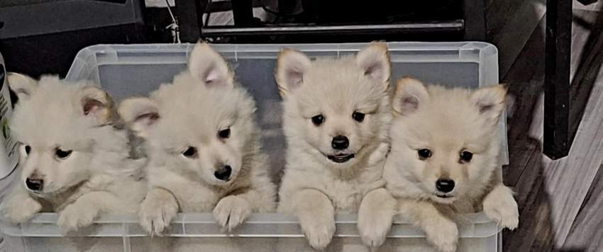 Pomeranian puppies available