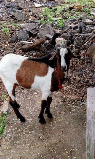 A vendre bouc local. Rs7500 a deb. Urgent sale. - 0 - Goats  on Aster Vender