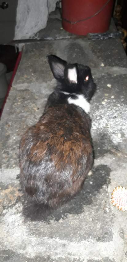 Rabbit - 0 - Other Pets  on Aster Vender